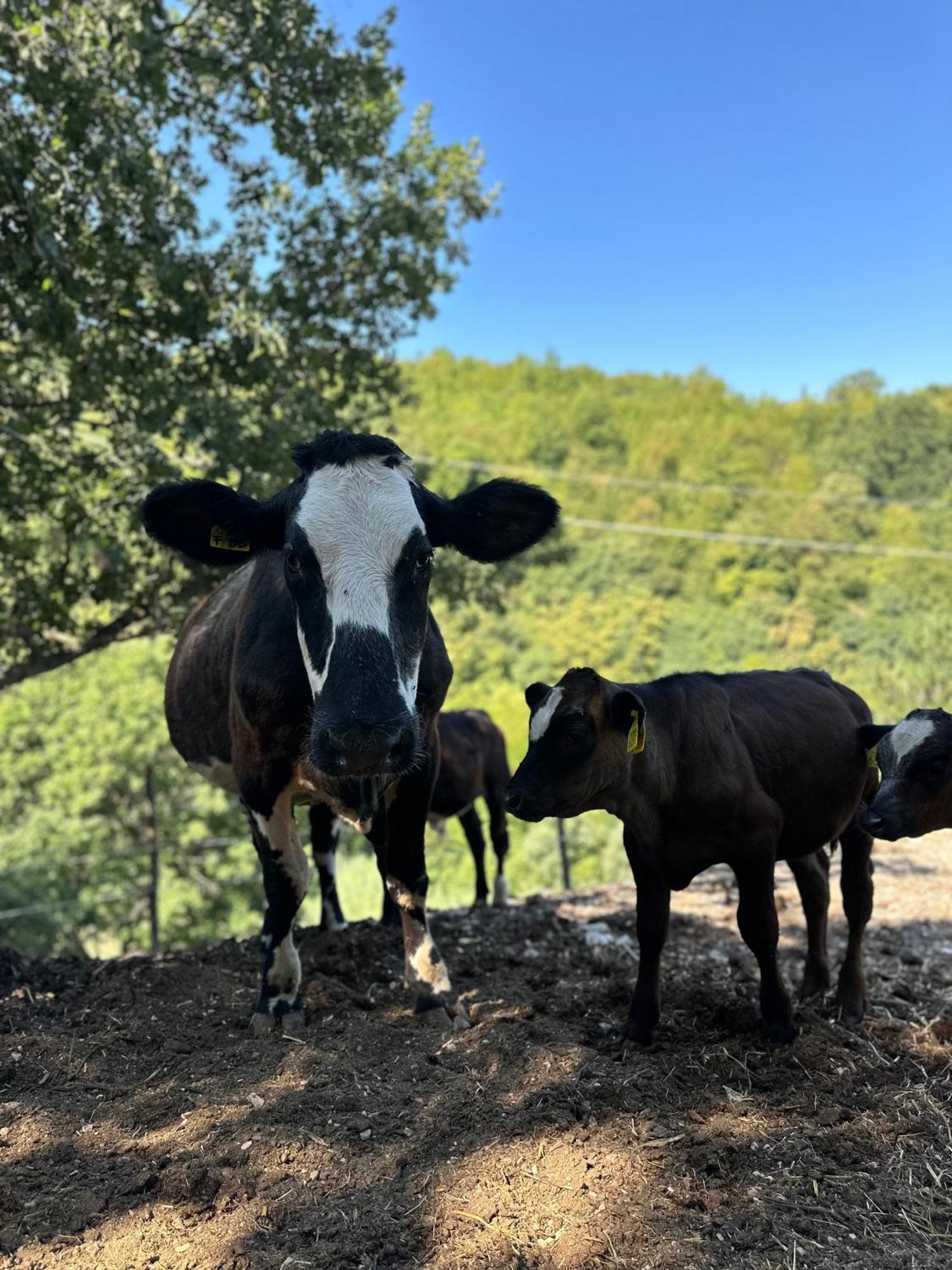 法布里亚诺Agriturismo La Vita E Bella别墅 外观 照片